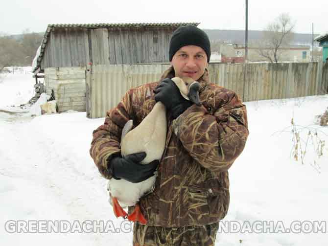 Разведение и содержание гусей.