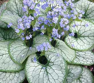 Brunnera SILVER HEART