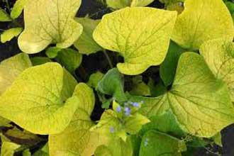 Brunnera DIANE’S GOLD