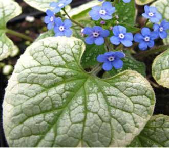 Brunnera KING’S RANSOM