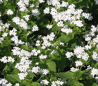 Brunnera BETTY BOWRING