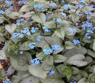 Brunnera LOOKING GLASS