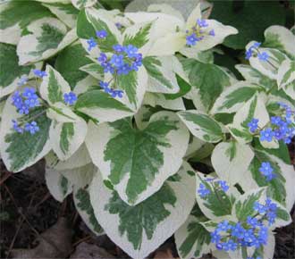 Brunnera VARIEGATA