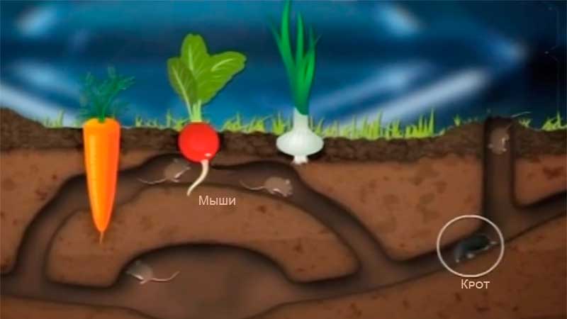 Кротовьи подземные ходы и мыши.