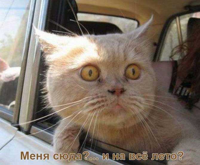 Кот на даче.