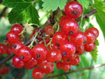 redcurrant-thumb