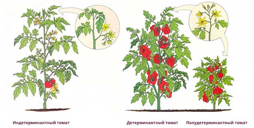 Томаты: индетерминантные и детерминантные